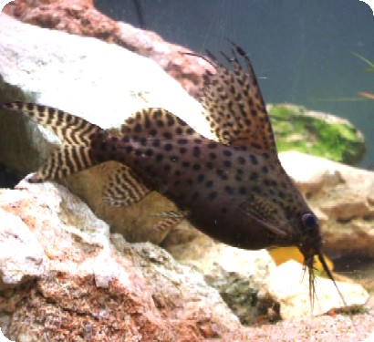 Synodontis Eupterus Catfish - Medium Synodontis Eupterus Catfish - Medium